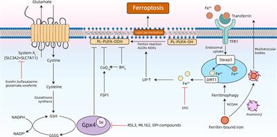 Is Ferroptosis a Future Direction in Exploring Cryptococcal Meningitis?